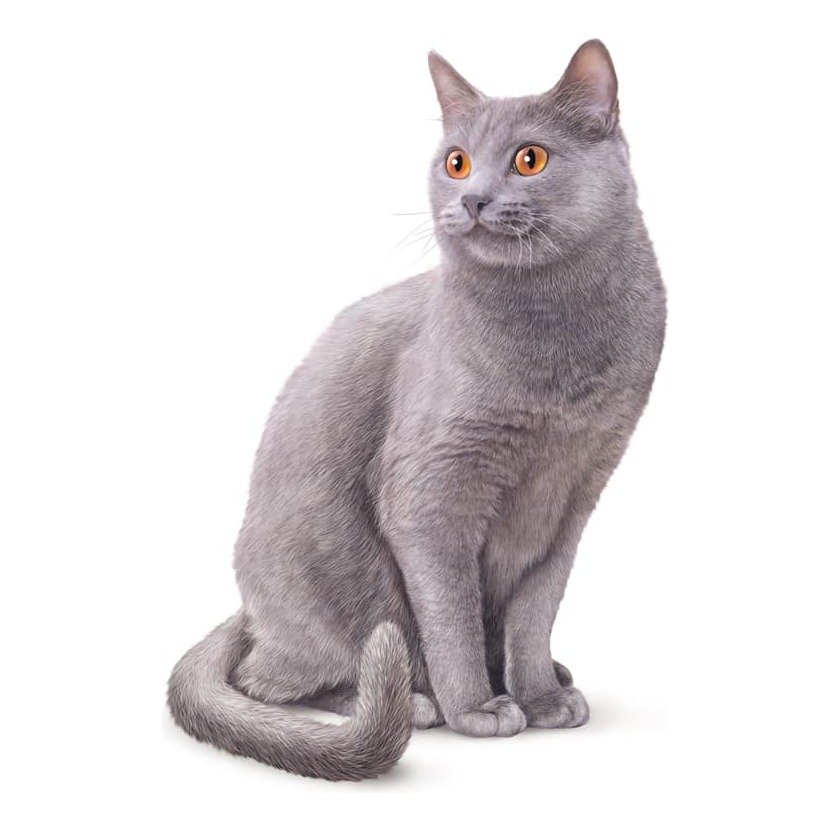 Chat
