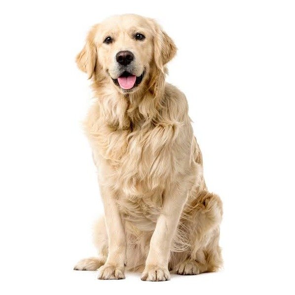 Chien